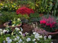 /album/fiori/angoli-di-stagione-2-jpg/